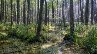 Puszcza Białowieska. Fot. Pixabay