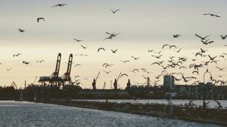 Fot. Dimitry Anikin/flickr.com