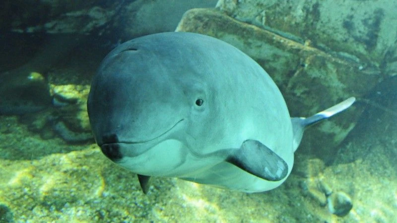 Marcus Wernicke (Tuugaalik), Porpoise.org Porpoise Conservation Society (www.porpoise.org)