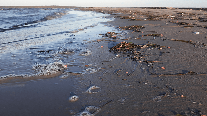 Grudki smaru na niemieckich plażach; Źródło: Greenpeace