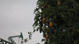 Fot. Jedediah Laub-Klein / Flickr