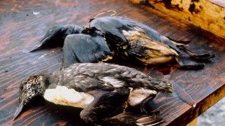 Fot.: http://www.evostc.state.ak.us/Gallery/gallery-spill.htm#nogo, Attribution, https://commons.wikimedia.org/w/index.php?curid1314055