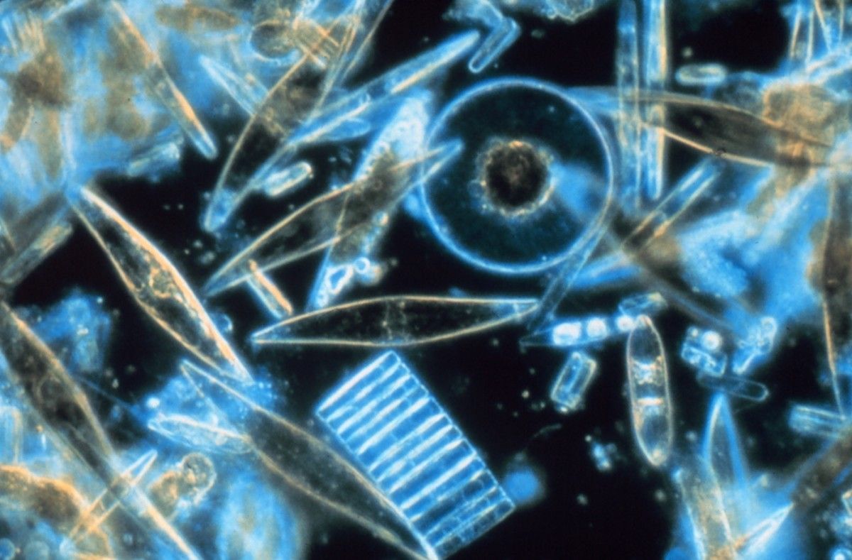 Okrzemki widziane przez mikroskop. Fot. Prof. Gordon T. Taylor, Stony Brook University via Wikipedia