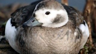 Kaczka lodówka, Fot.: wikimedia.commons.org / Keven Law