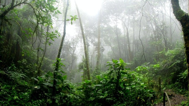 Amazonia to główny obszar sporu. Fot. Pexels