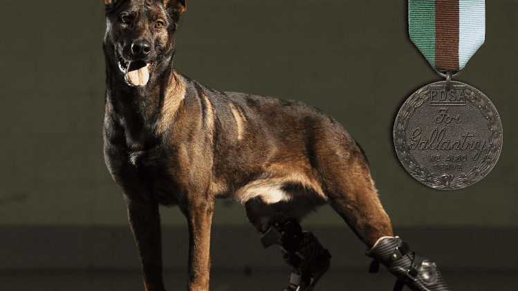 Owczarek belgijski malinois Kuno brytyjskich sił specjalnych marynarki wojennej - siedemdziesiąte drugie zwierzę odznaczone Medalem Dickin. Fot. www.pdsa.org.uk