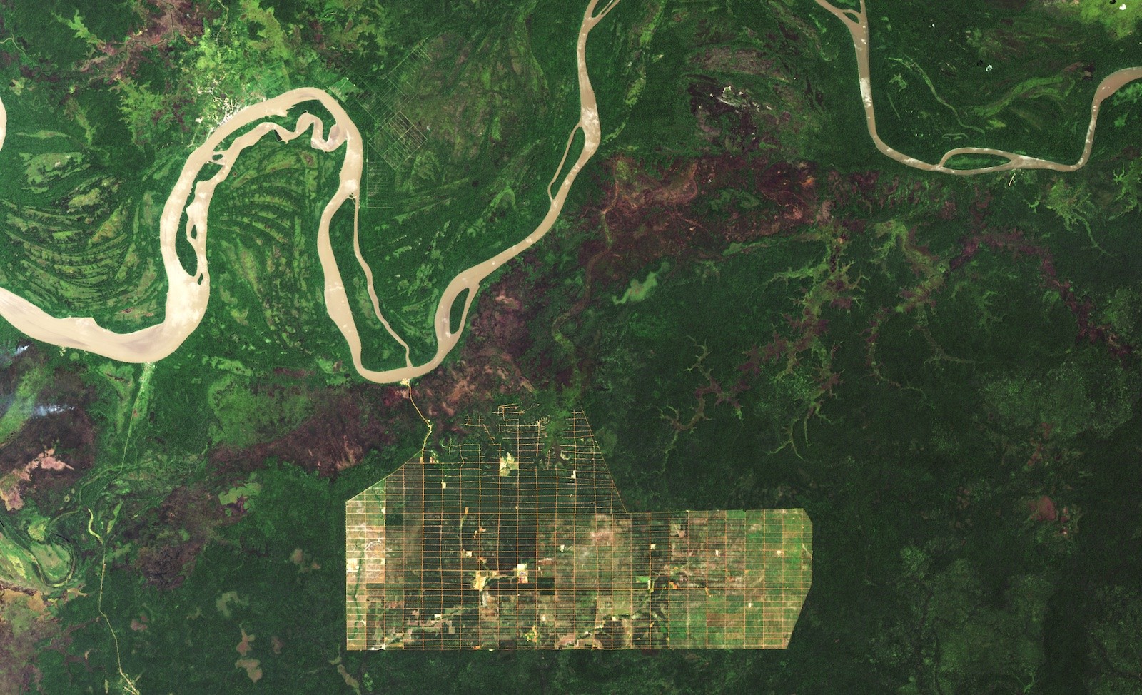Rejon rzeki Digul w Papui (Indonezja) według stanu z końca 2019 roku - zobrazowanie z systemu satelitarnego Landsat. Fot. NASA [landsat.visibleearth.nasa.gov]
