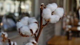 fot. Bicanski / pixinio