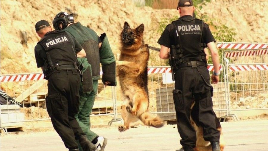 Pokaz tresury psów policyjnych podczas XX MSPO - fot. policja.pl