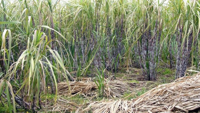 Zapotrzebowanie na biopaliwa może spowodować, że areał plantacji trzciny cukrowej zwiększy się nawet kilkadziesiąt razy (Internet)