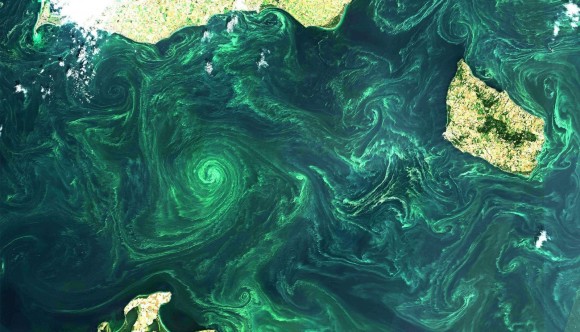 Masowy zakwit sinic w Morzu Bałtyckim (propozycja konkursowa: Magdalena Łągiewska). Fot. Copernicus Sentinel Data