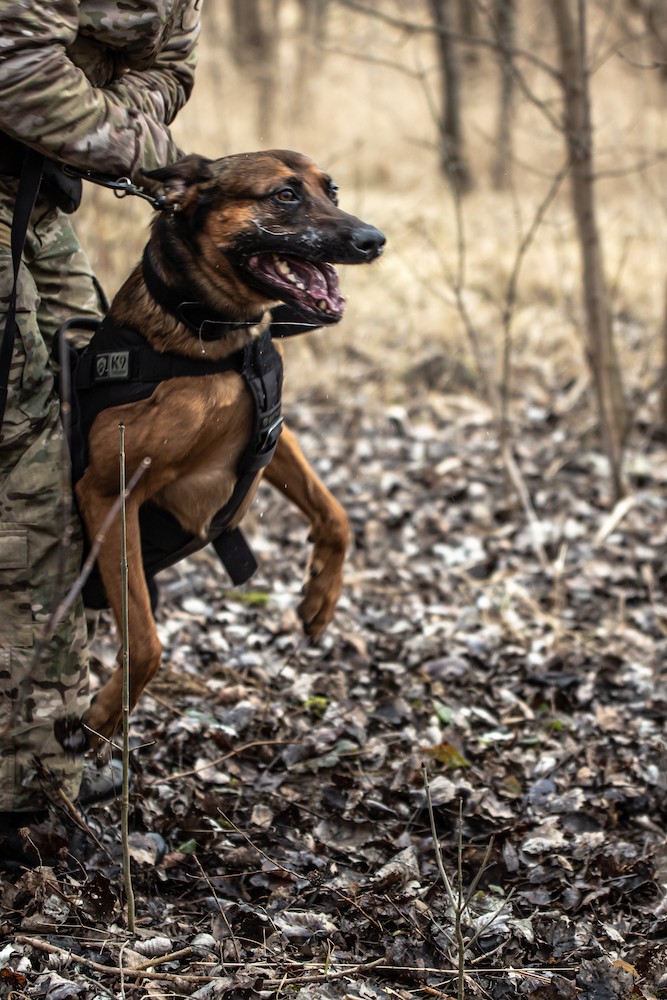 pies bojowy służba kontrterrorystyczna policja