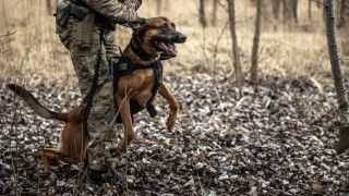 pies bojowy służba kontrterrorystyczna policja