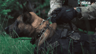 pies bojowy policja kontrterroryści
