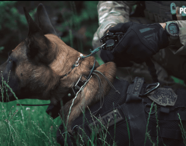 pies bojowy policja kontrterroryści