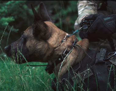 pies bojowy policja kontrterroryści