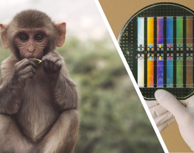 Jak wyglądają testy firmy Neuralink na zwierzętach?