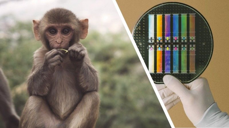 Jak wyglądają testy firmy Neuralink na zwierzętach?