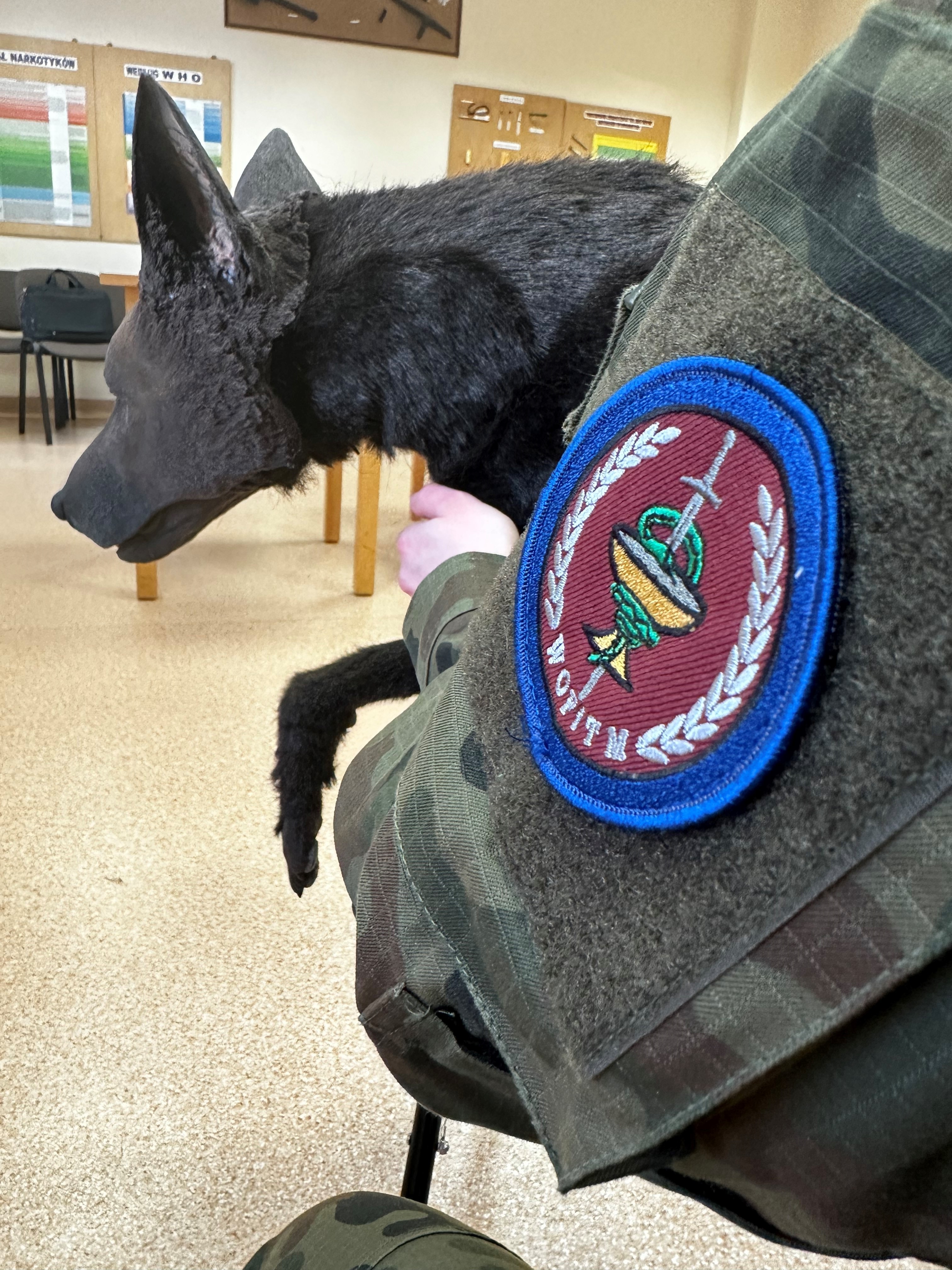 Wojsko Polskie szykuje się do ratowania psów