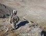 us army