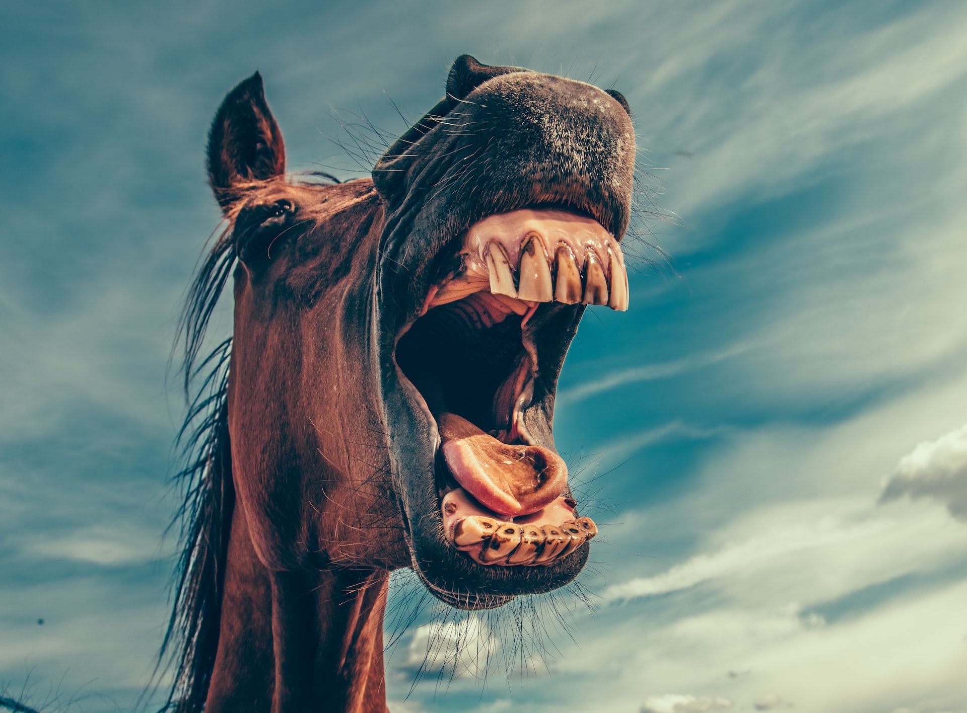 Pracownicy Google’a niezadowoleni z premiery czatbota Bard. Robią o nim memy