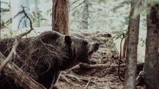 Grupa Fancy Bear (znana także jako APT28) to jedna z lepiej znanych na międzynarodowym rynku cyberprzestępczości.