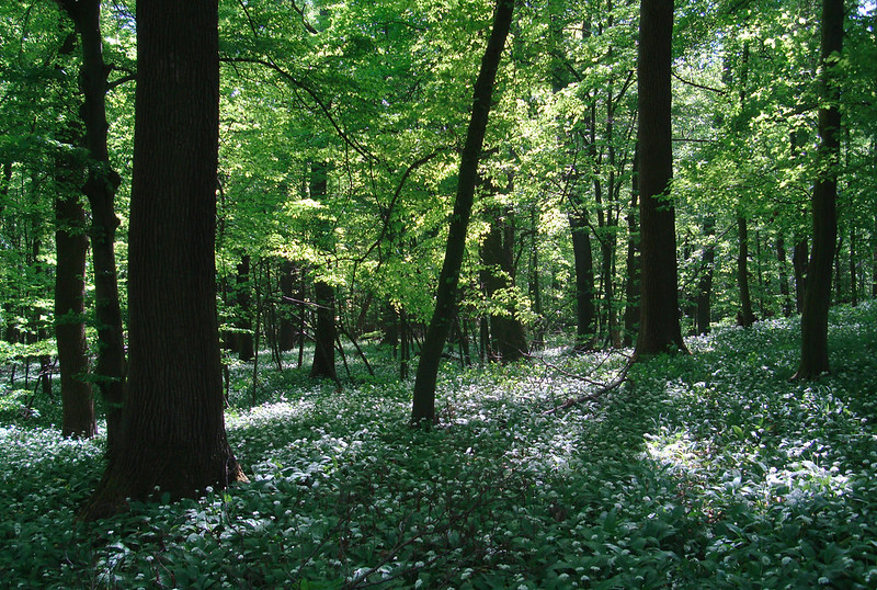 Odnaleziono głowice rakiety, która spadła pod Bydgoszczą