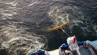 Naprawa kabla podmorskiego Zdjęcie ilustracyjne