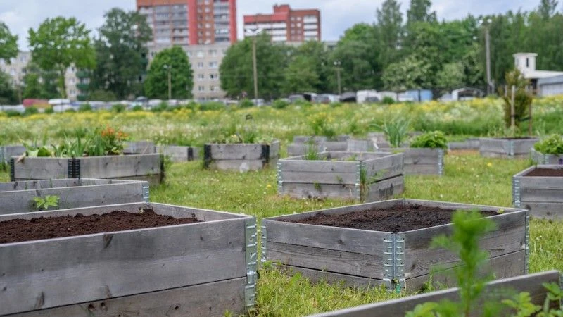 Rośliny hodowane na podniesionych, drewnianych grządkach. W tle bloki mieszkalne i zaparkowane samochody/