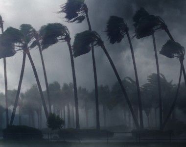 Palmy wygięte przez silny wiatr podczas burzy