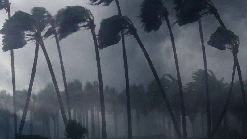 Palmy wygięte przez silny wiatr podczas burzy