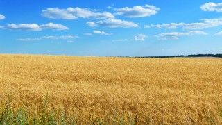 żółte pole zboża na tle niebieskiego nieba