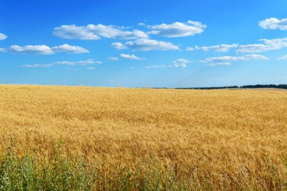 żółte pole zboża na tle niebieskiego nieba