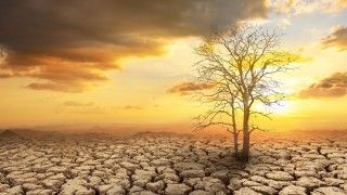 Martwe drzewo na wyschniętej ziemi w świetle zachodzącego słońca