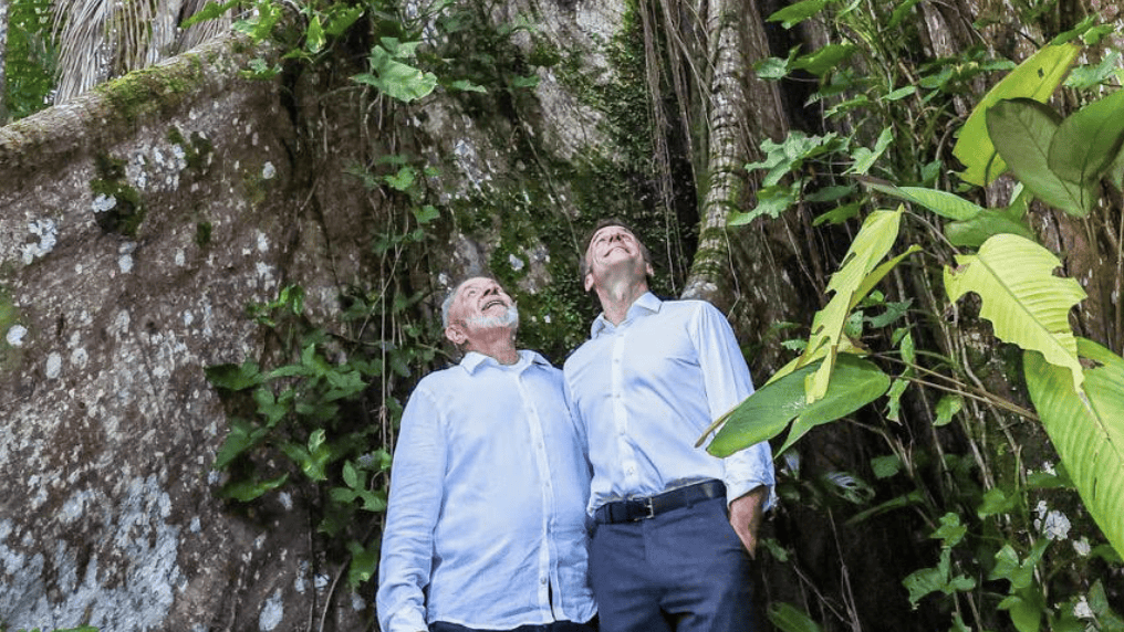 Prezydenci patrzą na ogromne drzewo w Puszczy Amazońskiej
