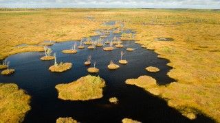 widok na bagno z góry