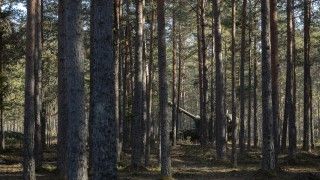 Należąca do Batalionu Artylerii Sił Obronnych Estonii armatohaubica samobieżna K9EST Kõu na ćwiczeniach.