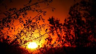 Zachód słońca za drzewami