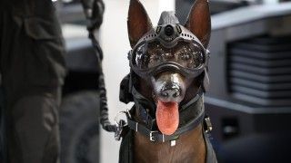 pies policyjny Francja