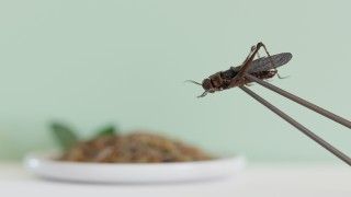 Świerszcz trzymany pałeczkami. W tle talerz z jedzeniem