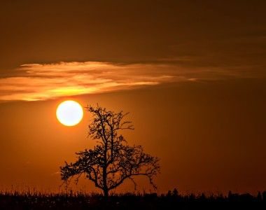 Suche drzewo na tle zachodzącego słońca