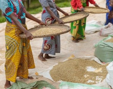 Czarne kobiety ubrane w ubrania w afrykańskie wzory przesiewają ziarna