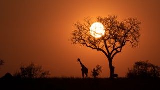 sylwetka żyrafy i drzewa pozbawionego liści na tle zachodzącego słońca