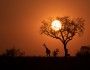 sylwetka żyrafy i drzewa pozbawionego liści na tle zachodzącego słońca