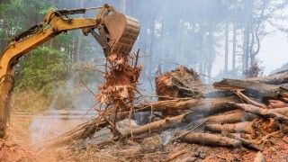 Koparka i powalone drzewa w trakcie wylesiania