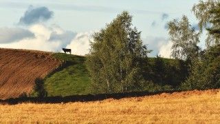 Widok na różnokolorowe mazurskie pola i krowę