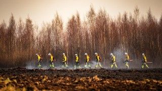 Strażacy dogaszają pożar na torfowisku, idą w szeregu, w tle las
