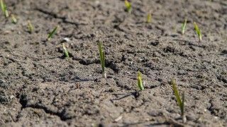 Rośliny kiełkujące z suchej ziemj