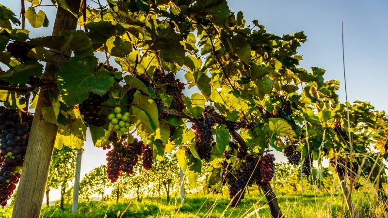 Winorośl na polu, dojrzałe winogrona w popołudniowym słońcu