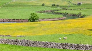 Wiejski krajobraz w hrabstwie Yorkshire. Owce, strumyk, kamienne chatki i kamienne niskie murki